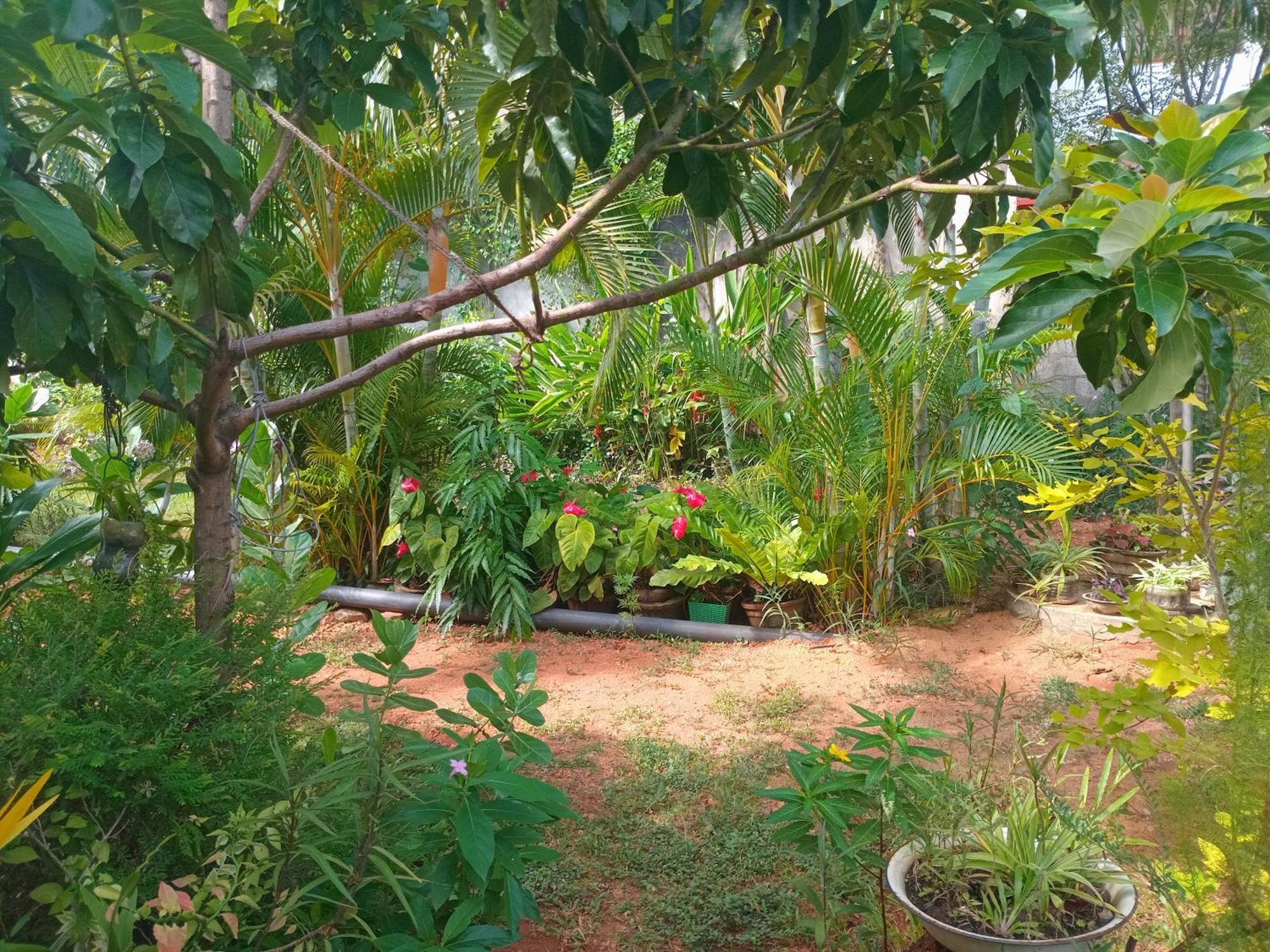 City Paradise Dambulla Εξωτερικό φωτογραφία